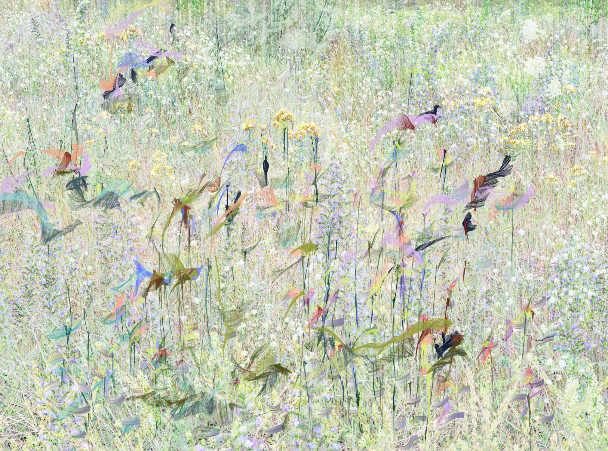 meadow2web-1