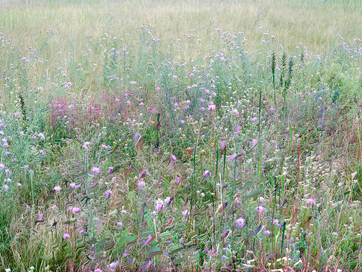 meadow3highres