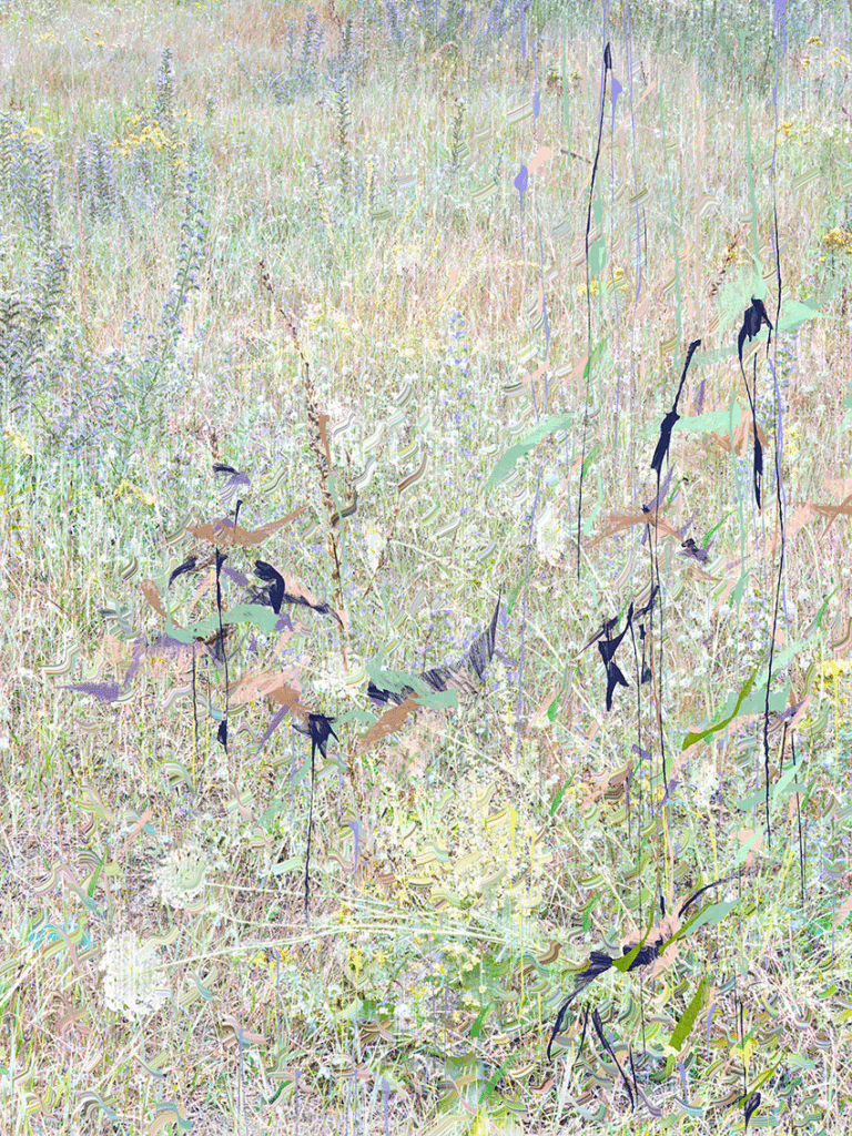 meadow7highres
